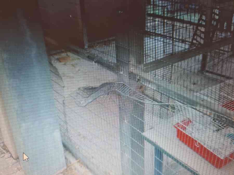 בתמונה: כלוב התוכים שנפרץ בבית ספר בקיסריה - ממנו נגנבו ארבעה תוגים מסוג קוקטייל