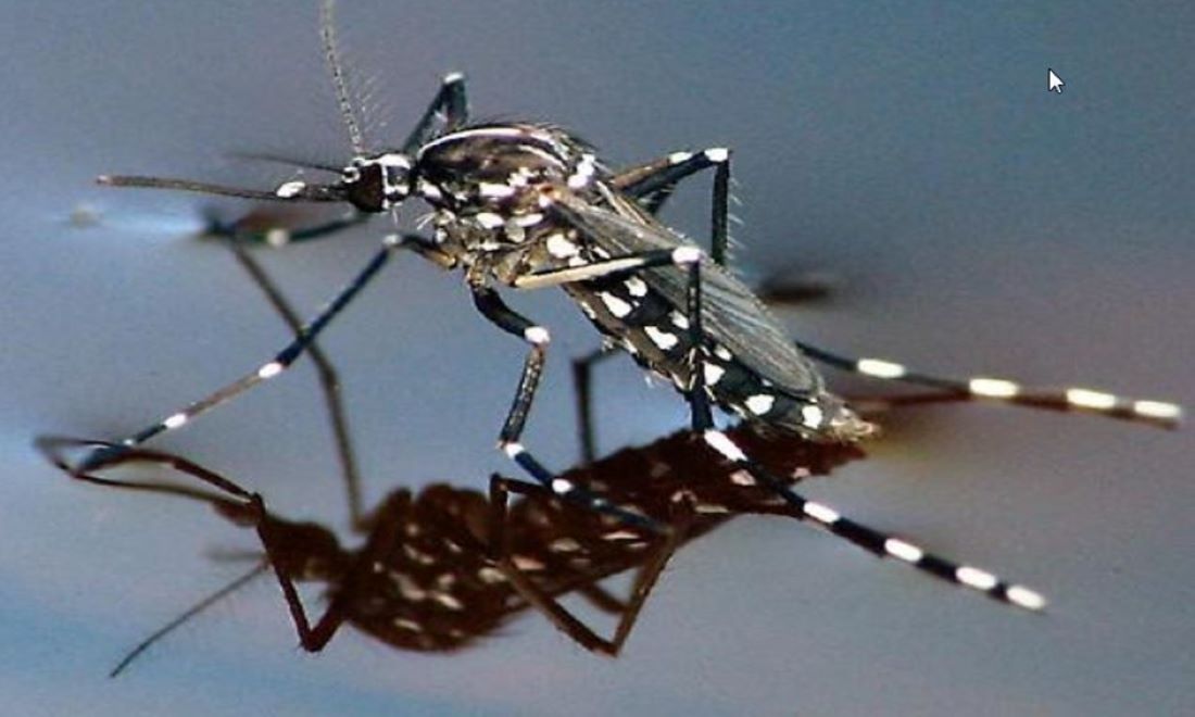 יתוש הנמר האסייאתי. צילום ארכיון באדיבות מועצה מקומית חוף השרון