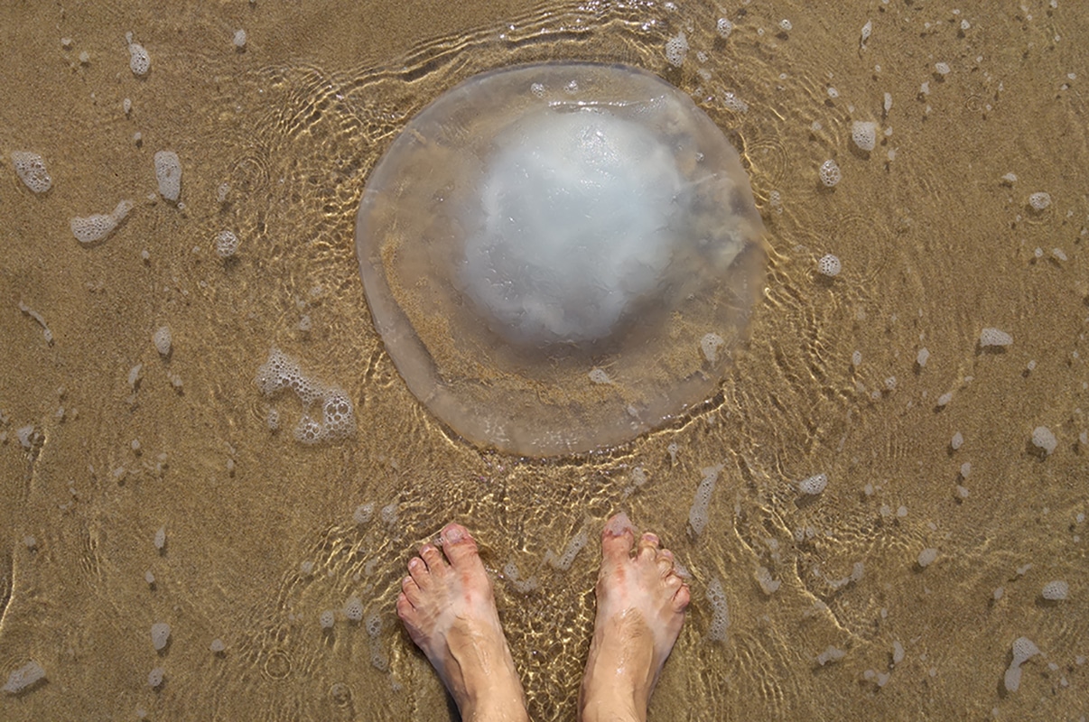 מדוזה על חוף הים